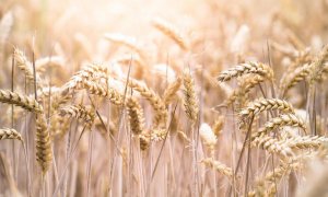 Россия введет минимальную цену на пшеницу?