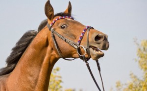 Нас держат в узде! Куда же торговать?