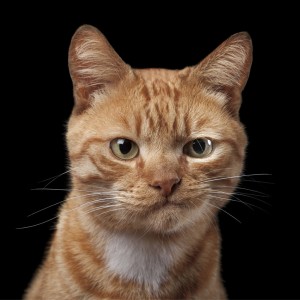 Маркет-мейкеры не дают торговать? О_о