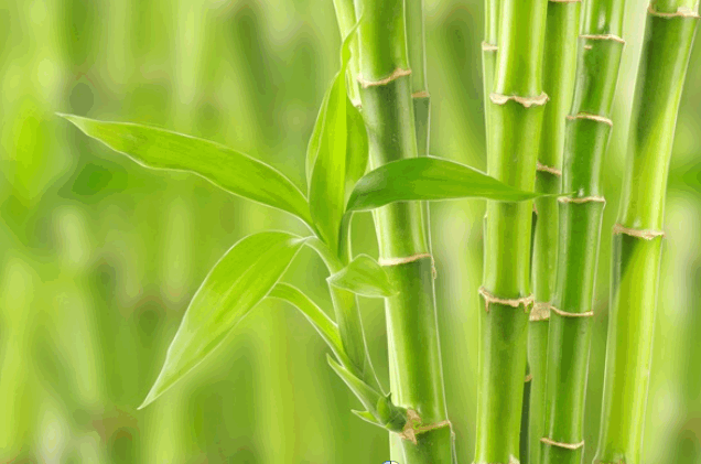 bambuk-1.png