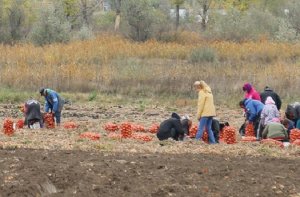 В Молдавии фермеры вынуждены уничтожать урожай