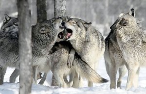 Бешеные волки. Канада.